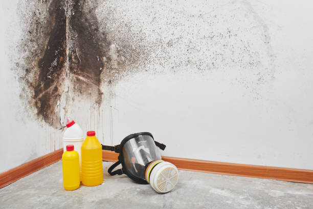 Crawl Space Mold Removal in Herrin, IL