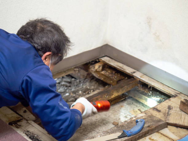 Trusted Herrin, IL Mold Removal Experts