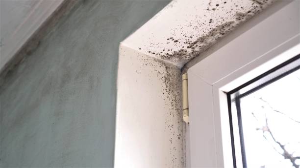 Best Certified Mold Removal  in Herrin, IL