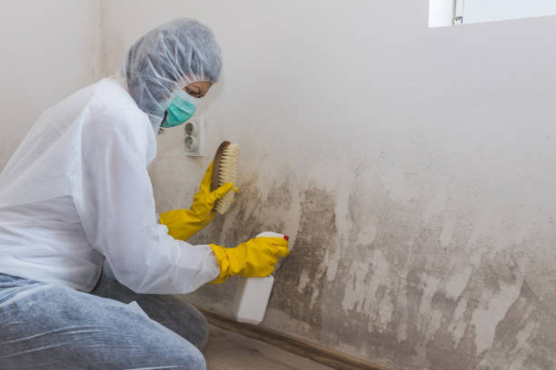 Best Commercial Mold Removal  in Herrin, IL