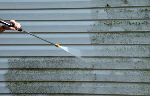 Best Home Mold Removal  in Herrin, IL