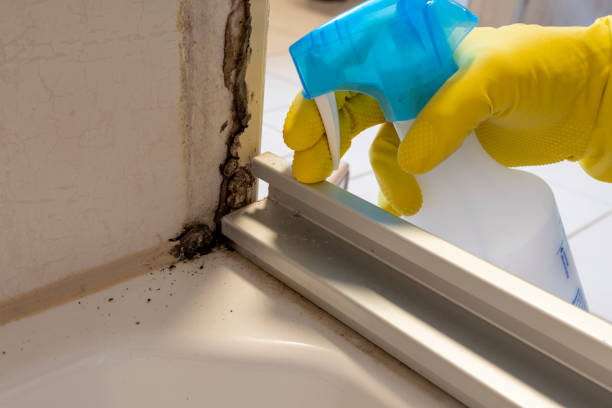 Best Attic Mold Removal  in Herrin, IL