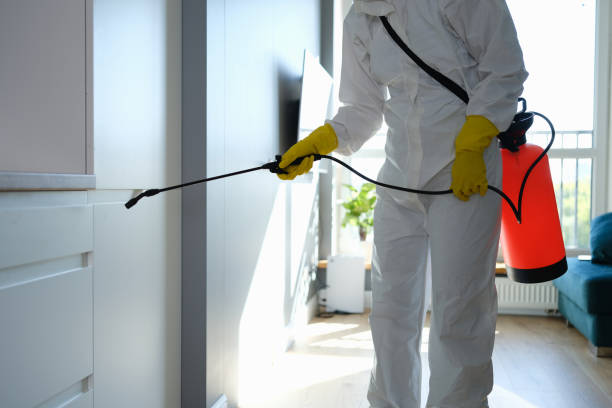 Best Affordable Mold Removal  in Herrin, IL