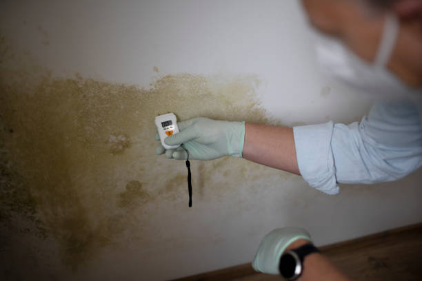 Best Emergency Mold Removal  in Herrin, IL