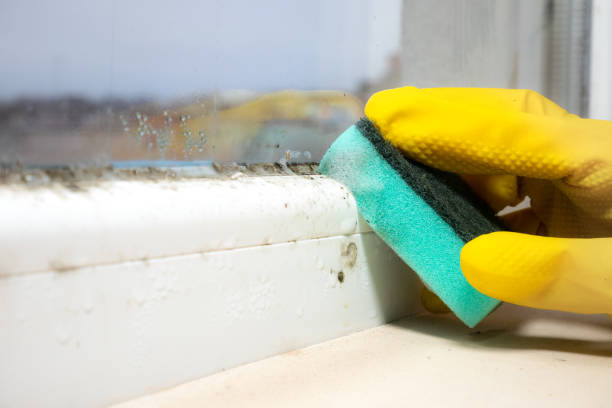 Attic Mold Removal in Herrin, IL