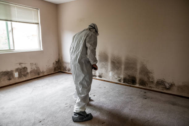 Office Mold Removal Services in Herrin, IL
