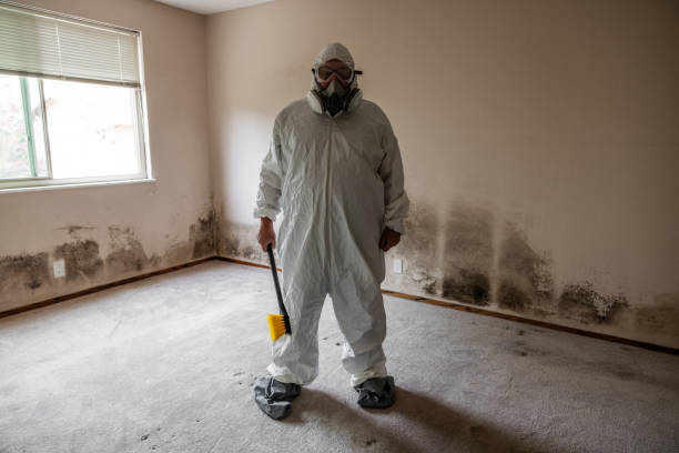 Best Mold Remediation Experts  in Herrin, IL