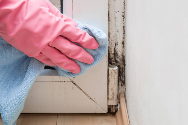 Best Mold Remediation  in Herrin, IL